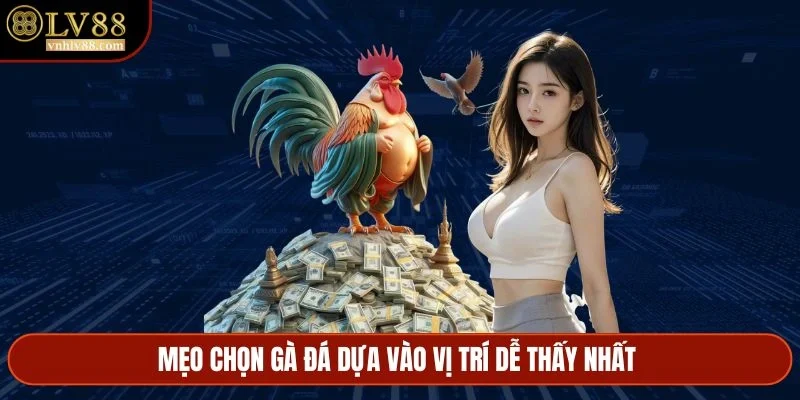Mẹo chọn gà đá dựa vào vị trí dễ thấy nhất 