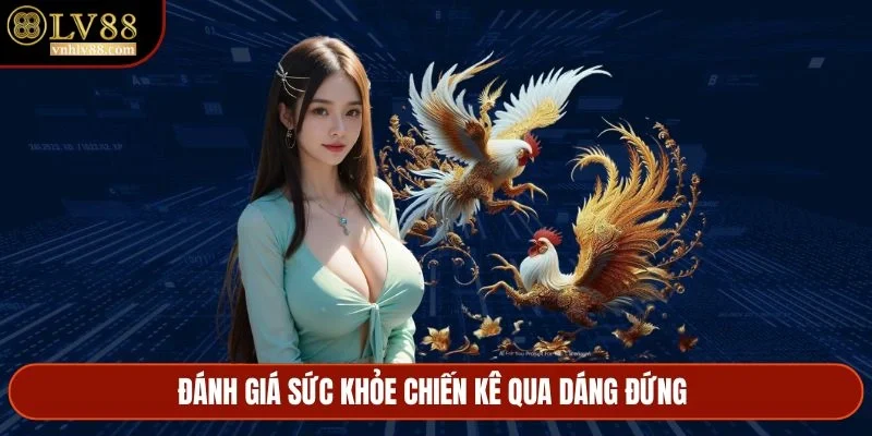 Đánh giá sức khỏe chiến kê qua dáng đứng 